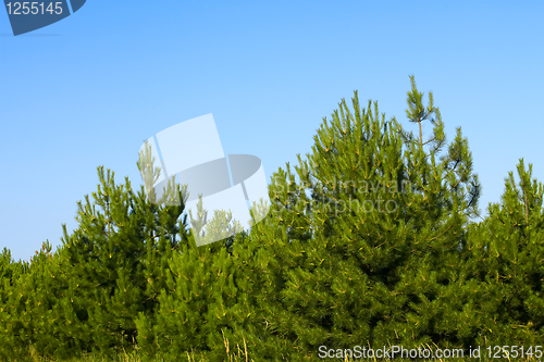 Image of Young pine trees