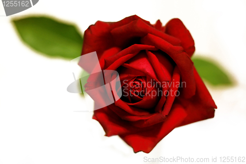 Image of closeup of red rose 