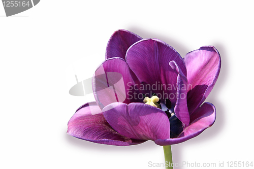 Image of beautiful tulip isolated on white