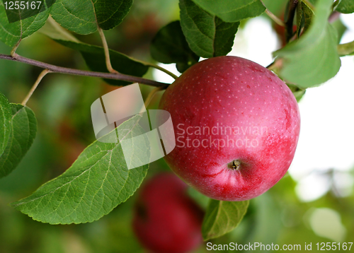 Image of red apple