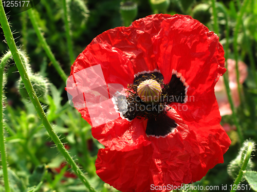 Image of red poppy