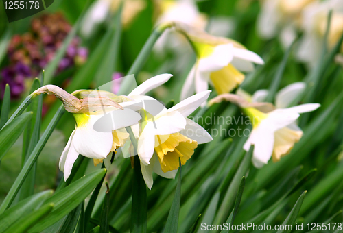 Image of beautiful daffodils