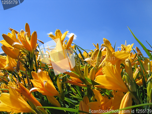 Image of yellow flowers