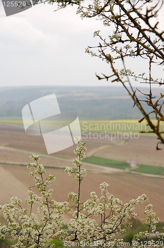 Image of Wineyards in Burgundy