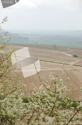 Image of Wineyards in Burgundy