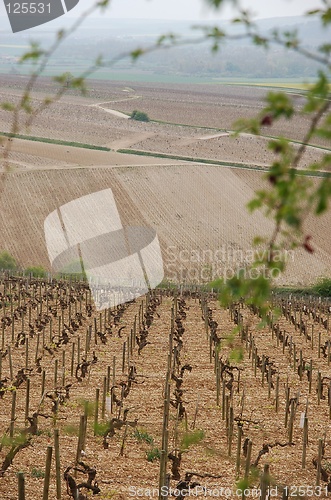 Image of Wineyards in Burgundy