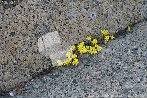 Image of flowers