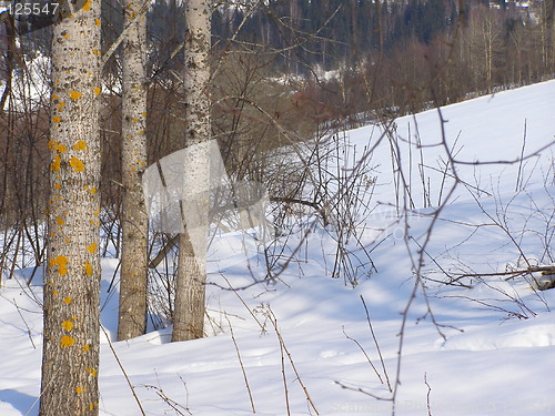 Image of Trees in snow