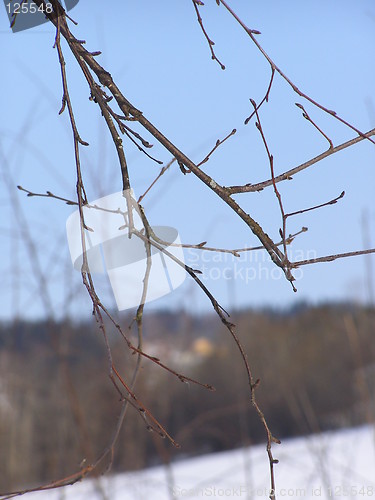 Image of Twigs over snow