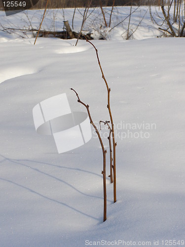 Image of Twigs in the snow