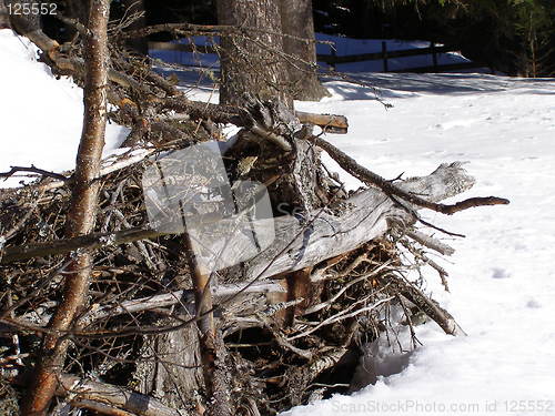 Image of Dry wood waste in snow