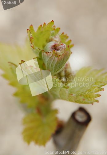 Image of young grape vines