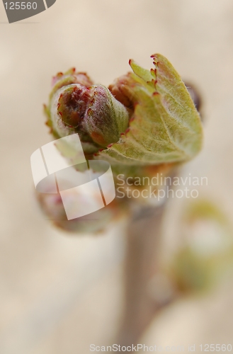 Image of young grape vines