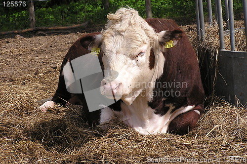 Image of Resting Bull