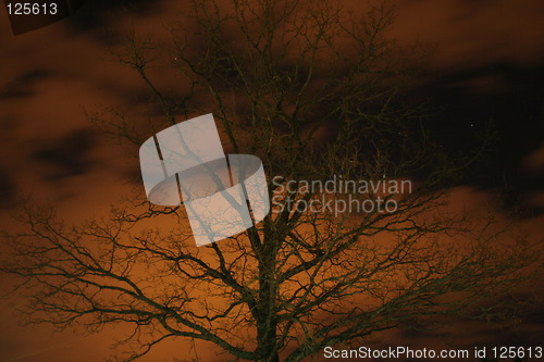 Image of Old oak at night
