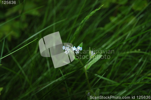 Image of blue flower in grass