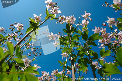 Image of flowers and blue sky