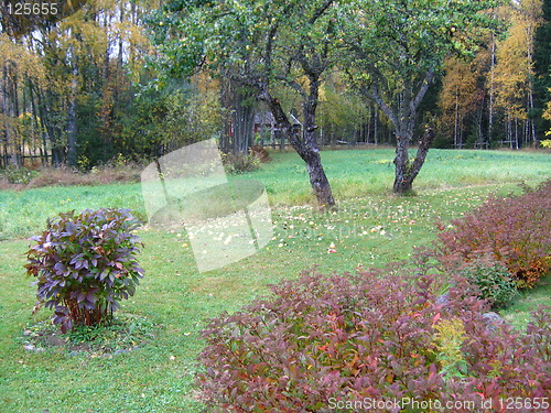 Image of Autumn garden