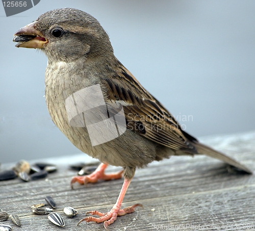 Image of House Sparrow