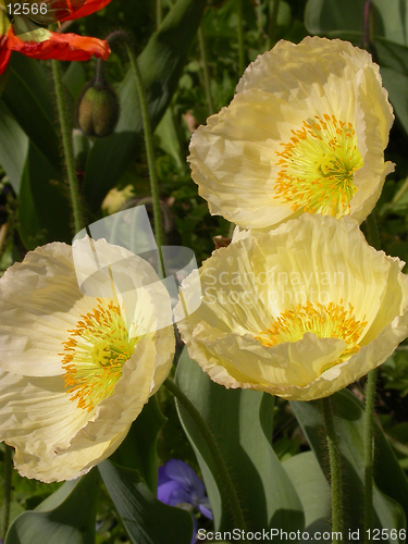 Image of California Poppies