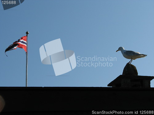 Image of Seagull in summer