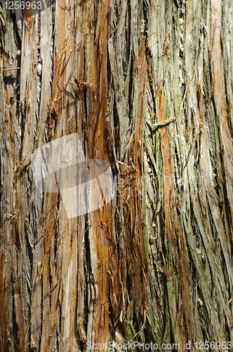 Image of Tree bark texture
