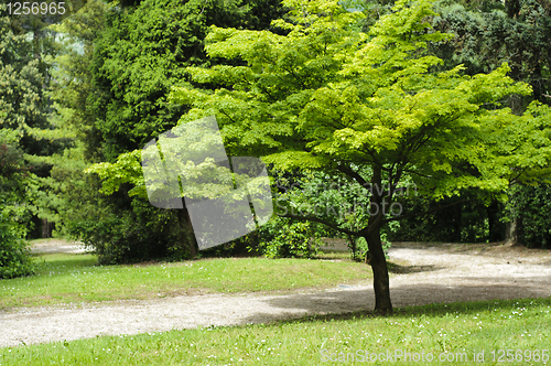 Image of Japanese maple tree in a park