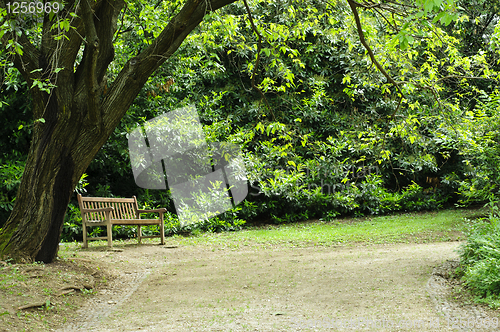 Image of Empty bench in the park