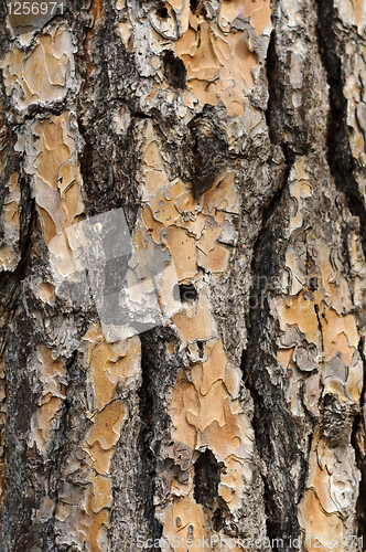 Image of Tree bark texture