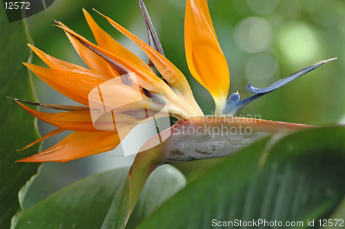 Image of Bird of Paradise