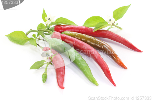 Image of Chilis