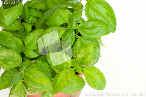 Image of Fresh Basil