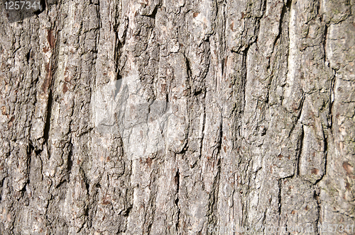 Image of Tree bark