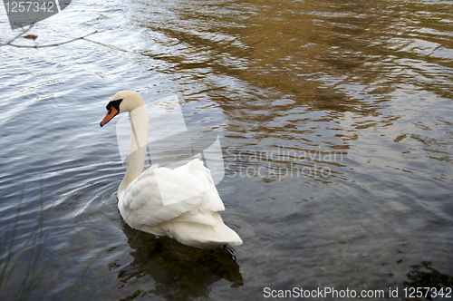 Image of Mute Swan 