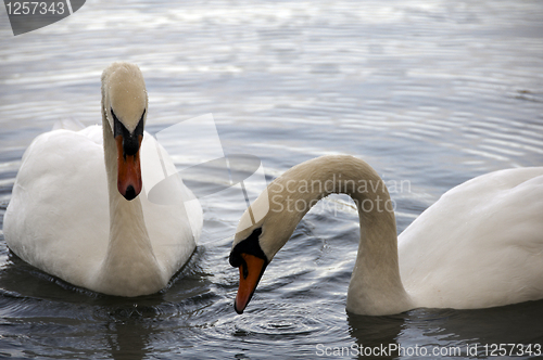 Image of Mute Swan 