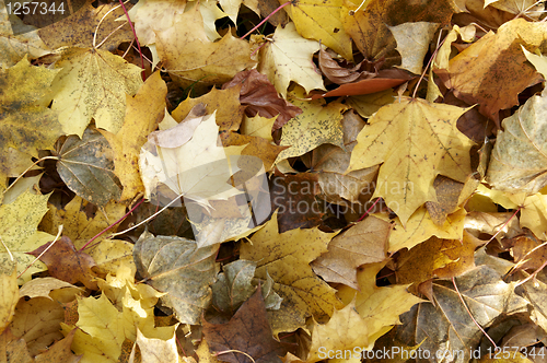 Image of Autumn leaves