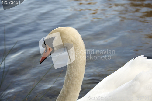 Image of Mute Swan 