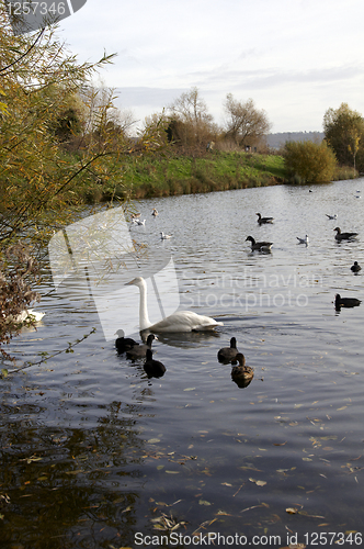 Image of Swan lake