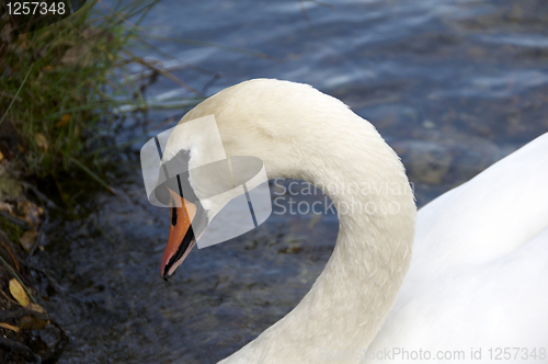 Image of Mute Swan 