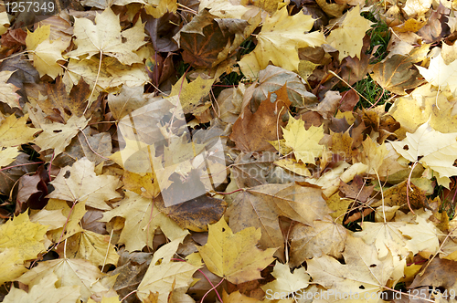 Image of Autumn leaves