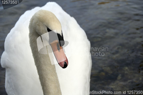 Image of Mute Swan 