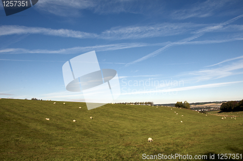 Image of Sheep in a field