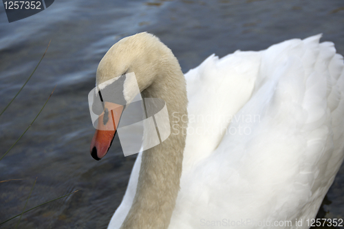 Image of Mute Swan 