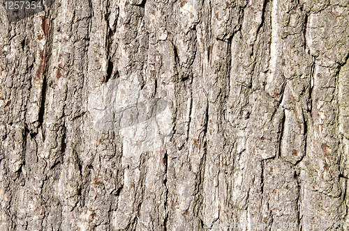 Image of Tree bark