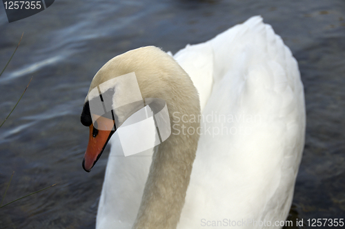 Image of Mute Swan 