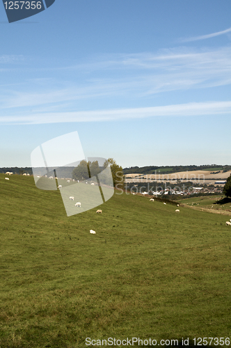 Image of Sheep in a field