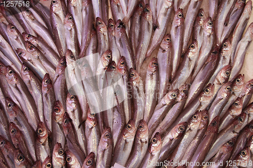 Image of Bristlings