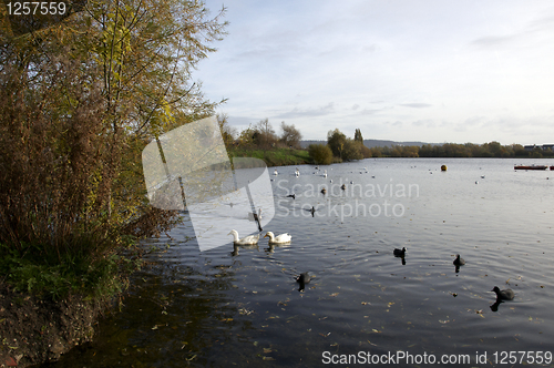 Image of Swan lake