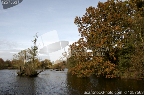 Image of Autumn trees