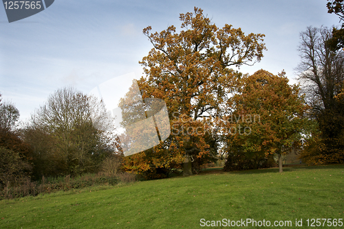 Image of Autumn trees